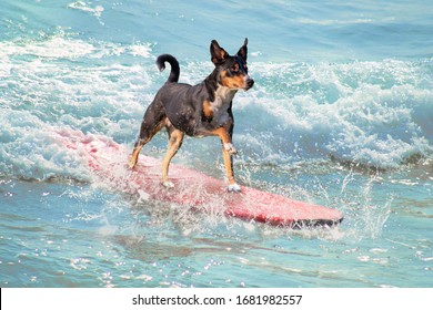 dog surfing on a surfboard