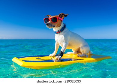 dog surfing on a surfboard wearing sunglasses  at the ocean shore