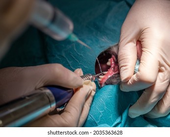 Dog Surgery In The Clinics Of Veterinary Dentistry 