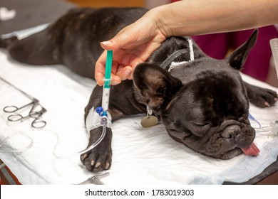 Dog In The Surgery Room Before Surgery Act Under Anesthesia, Vet Concept