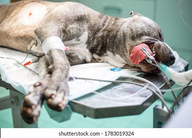 Dog In The Surgery Room Before Surgery Act Under Anesthesia, Vet Concept