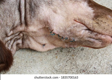 Dog Surgery Wound ,post Operation Wound On Jaw In The Dog.