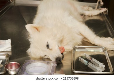 Dog Surgery Wound ,post Operation Wound On Abdomen In The Dog