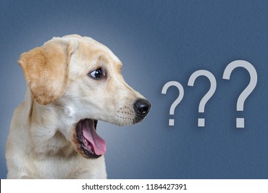 Dog Surprised On Blue Background, Question Mark