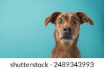 dog with surprised shock expression eyes on isolated blue background with copy space