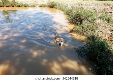 Dog Swiming