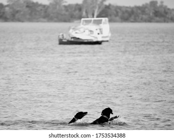 Dog Swiming Black And White