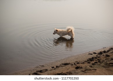 Dog  Swiming  In Lake