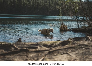 A Dog Swiming In The Lake