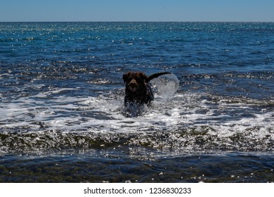 Dog Swiming On The Sea