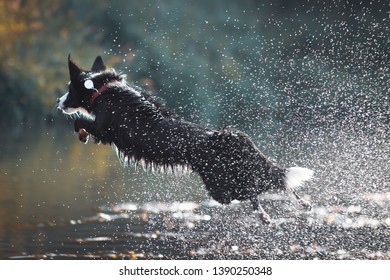 Dog Swiming In The River