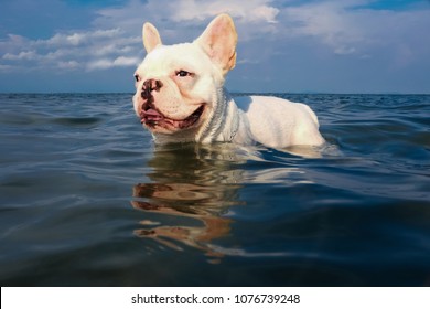 Dog Swiming In The Sea