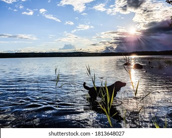 Dog Swiming Sun Summer Lake