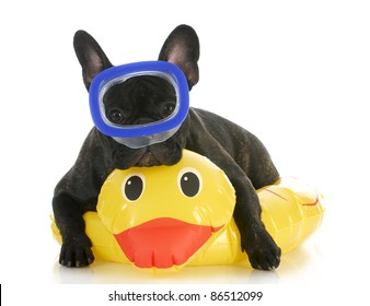 dog swimming - french bulldog wearing swimming mask laying on yellow duck life preserver