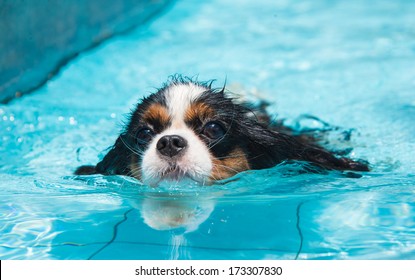 Dog swimming. Front view