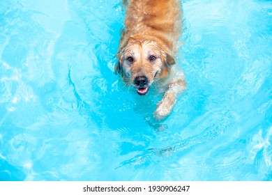 A dog swimming happily and joyfully. Golden Retriever. Happy puppy playing in the water.