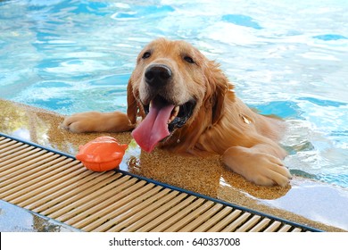 Dog Swimming With His Doll In Pool