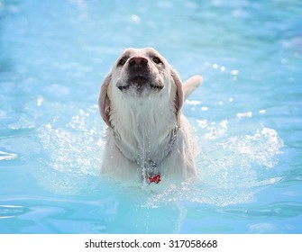 A Dog Swimming At A Local Public Pool