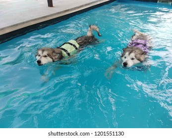 Dog Swimming Pool Stock Photo (Edit Now) 1201551157