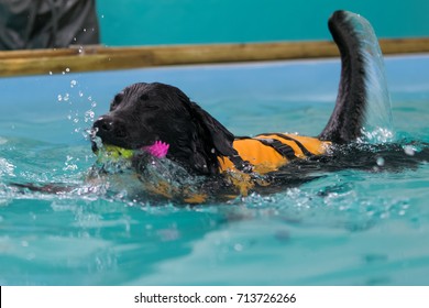 Dog Swimming Swimming Pool Stock Photo 713726266 | Shutterstock