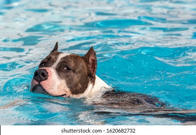 Dog Swimming In The Pool, Natural Instinct