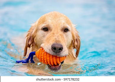 dog swimming in pool with toy