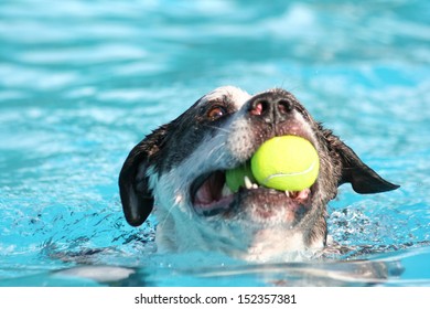 A Dog Swimming In A Public Pool