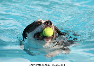 A Dog Swimming In A Public Pool