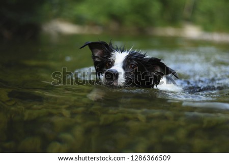Dog is swimming in the river. Border collie in the water. Swimming dog. 