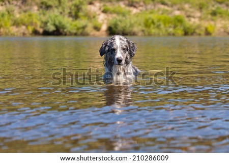 Dog swimming in the river in the summer heat