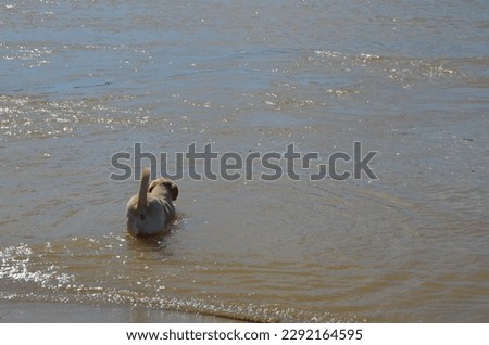 dog swimming in the sea,dog standing by the sea