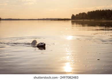 A dog swims behind a stick in a river at sunset. - Powered by Shutterstock