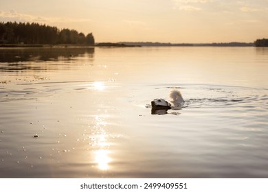 A dog swims behind a stick in a river at sunset. - Powered by Shutterstock