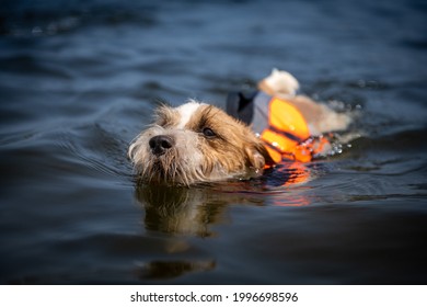 The Dog Swims In A Pond In A Life Jacket