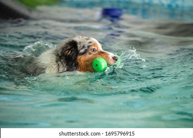 A Dog Swims In A Pool With A Toy. Sports Event In The Water