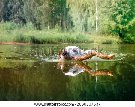 The dog swims with a stick in his mouth.