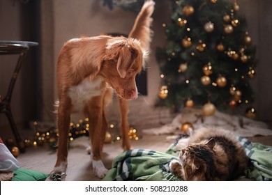  Dog, Tabby And Happy Cat. Christmas Season 2017, New Year, Holidays And Celebration