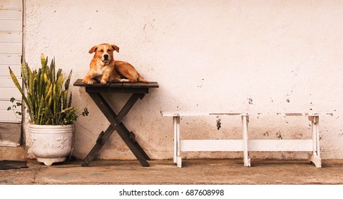 Dog at the table
