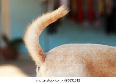 Dog Tail