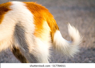 
Dog Tail