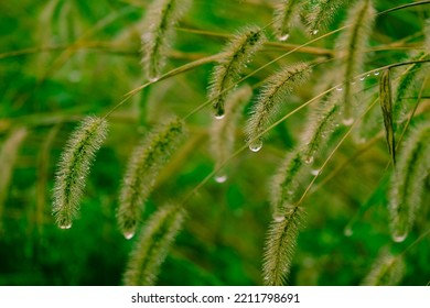 Dog Tail Grass With Dew