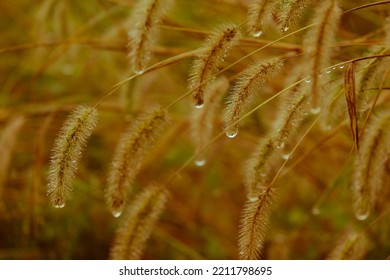 Dog Tail Grass With Dew