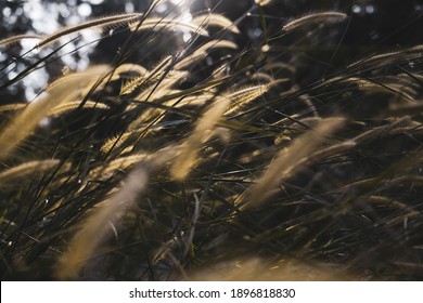 Dog Tail Grass Flower Nature Background