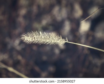 Dog Tail Grass Macro Close-up Outdoors On Dark Background