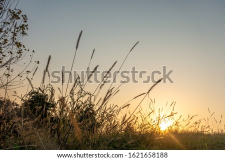 Similar – Dune grass in the evening sun