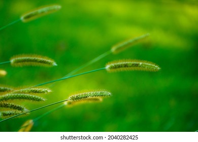 Dog Tail Grass And Weed And Meadow And Sunshine