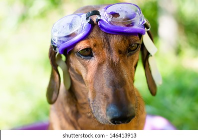 The Dog Takes A Bath On A Hot Summer Day