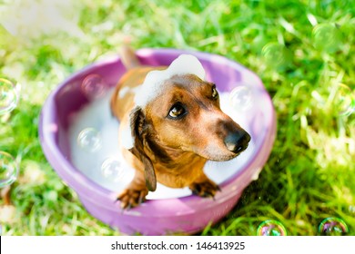 The Dog Takes A Bath On A Hot Summer Day