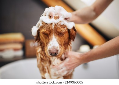 Dog taking bath at home. Bathing of Nova Scotia Duck Tolling Retriever.