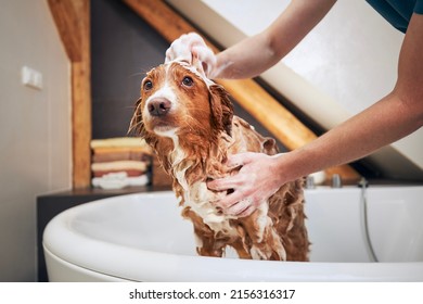 Dog taking bath at home. Bathing of Nova Scotia Duck Tolling Retriever. - Shutterstock ID 2156316317